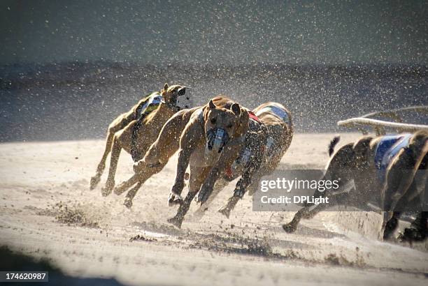 greyhounds 4 von 7 - hunderennen stock-fotos und bilder