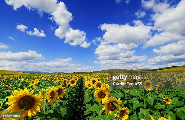 sunflowers - girassol fotografías e imágenes de stock