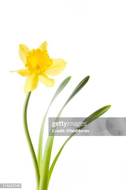 daffodil isolated on white - daffodil stock pictures, royalty-free photos & images