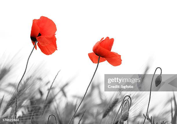 poppy - geïsoleerde kleur stockfoto's en -beelden