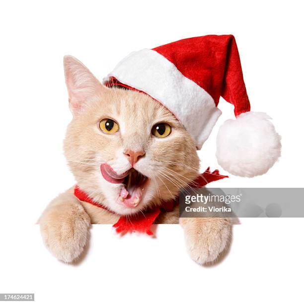 gatto natale firmare (vuoto) - cat with red hat foto e immagini stock