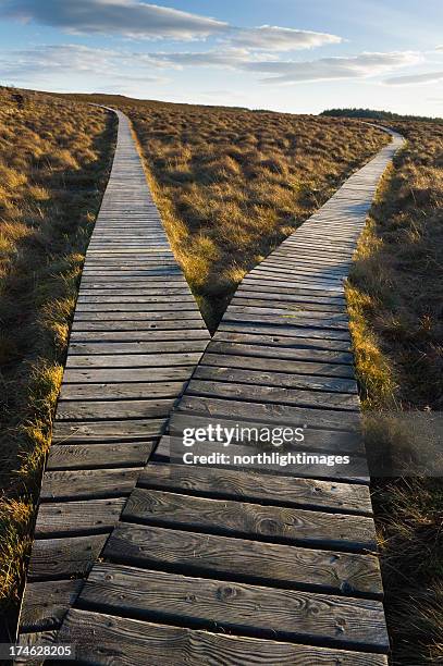 branch in boardwalk path - decision making bildbanksfoton och bilder