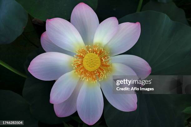 798 Lotus Flower From Above Stock Photos, High-Res Pictures, and Images