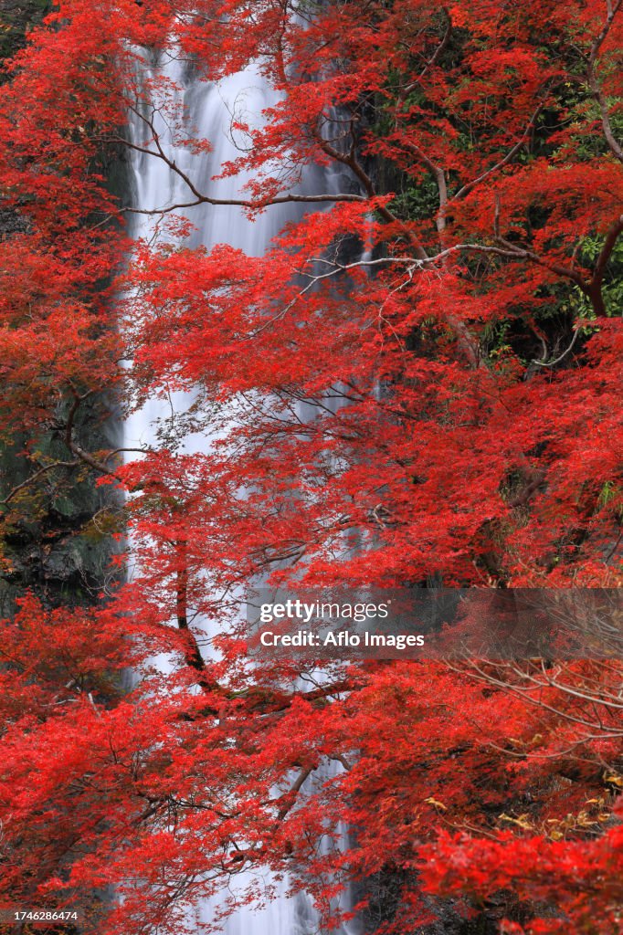 Autumn leaves