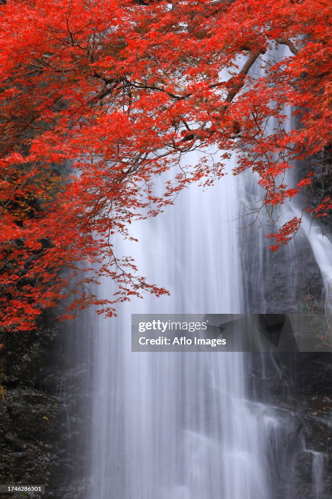 Autumn leaves