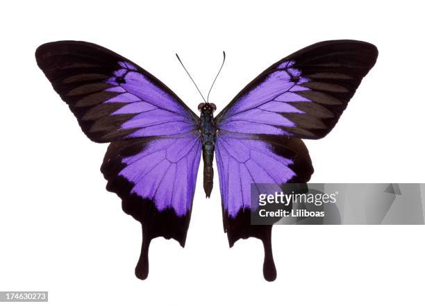 butterfly - butterfly on white stock pictures, royalty-free photos & images