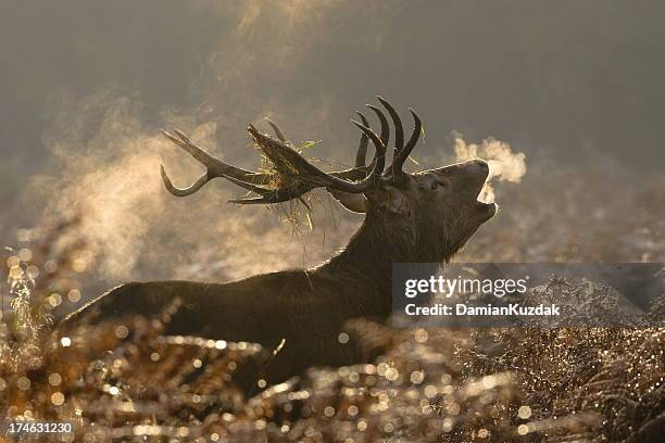 large red deer buck howling in a field - kronhjort bildbanksfoton och bilder