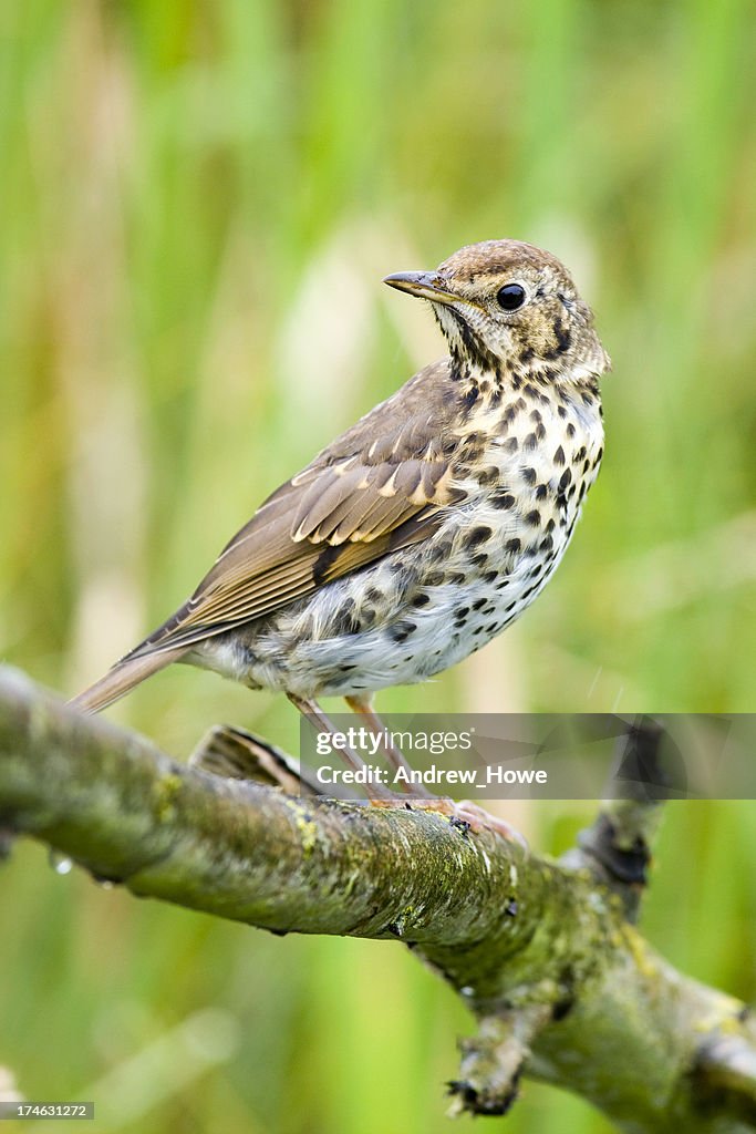 Song Thrush (Turdus philomelos)