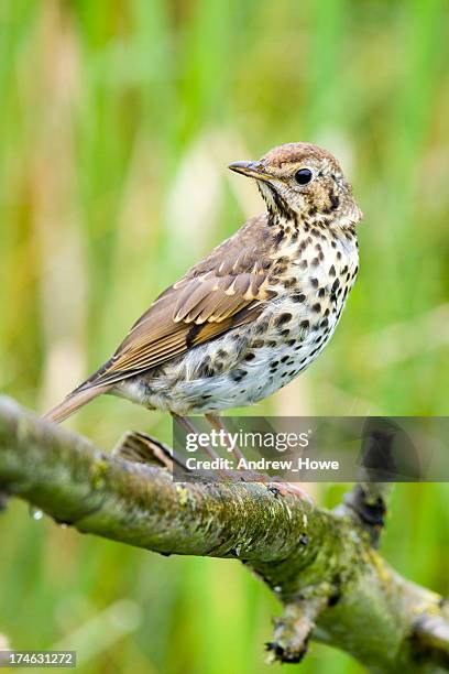 song thrush (turdus philomelos) - turdus stock pictures, royalty-free photos & images