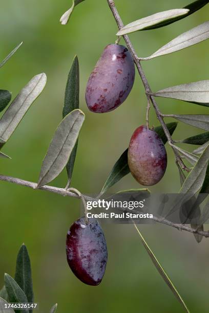 olea europaea lucques (olive tree) - fruit or olive - luques olive 個照片及圖片檔