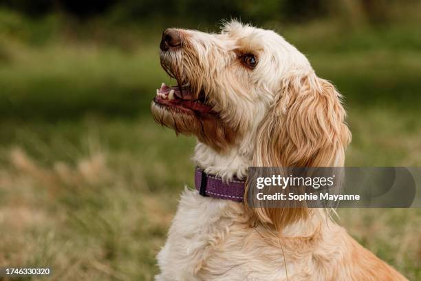 751 Cockapoo Puppy Stock Photos, High-Res Pictures, and Images - Getty ...