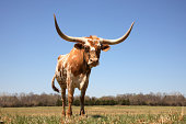Cow - Texas Longhorn in Field