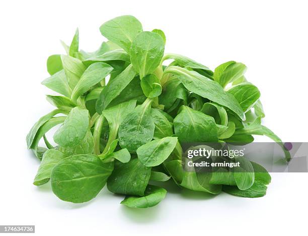 a pile of green baby lettuce isolated on white - corn salad stock pictures, royalty-free photos & images