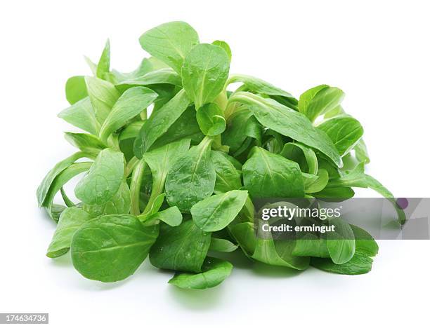 a pile of green baby lettuce isolated on white - mache stock pictures, royalty-free photos & images