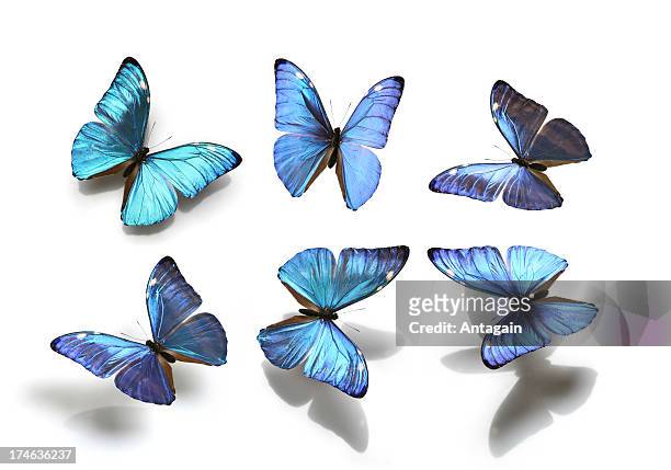 butterflies - blue butterfly stock pictures, royalty-free photos & images