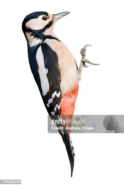great spotted woodpecker (dendrocopos major) - great spotted woodpecker stock pictures, royalty-free photos & images