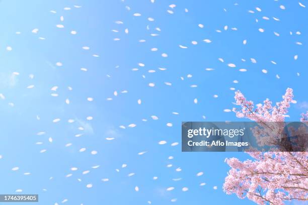 blooming cherry blossoms - hirosaki stock pictures, royalty-free photos & images