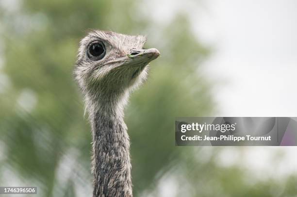 portrait of a curious emu - emu stock-fotos und bilder