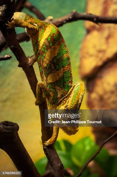 chameleon going down a branch - reptile camouflage stock pictures, royalty-free photos & images