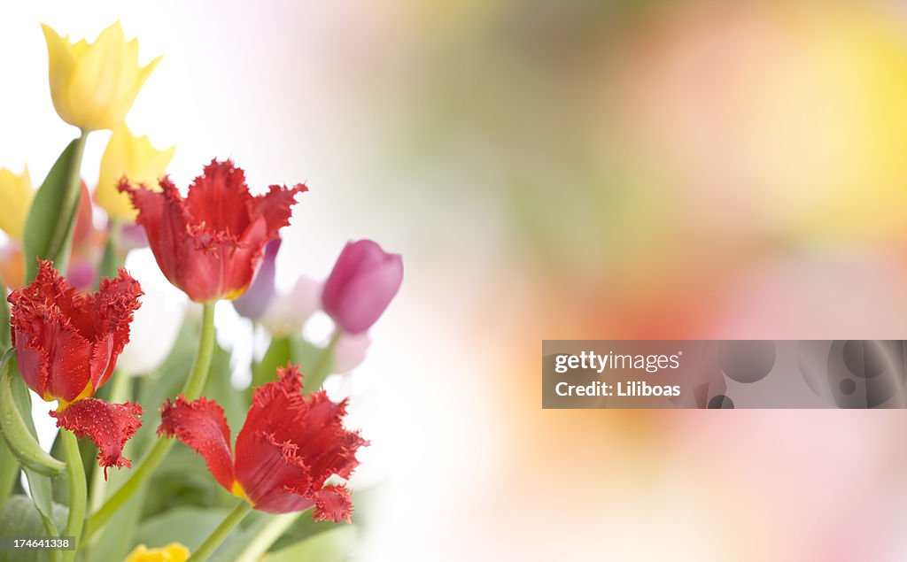 Tulips