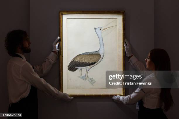 Spot-billed or Grey Pelican , from the Impey Album, signed by Shaykh Zayn al-Din, India, Company School, Calcutta, dated 1780 est £120,000 - 180,000...