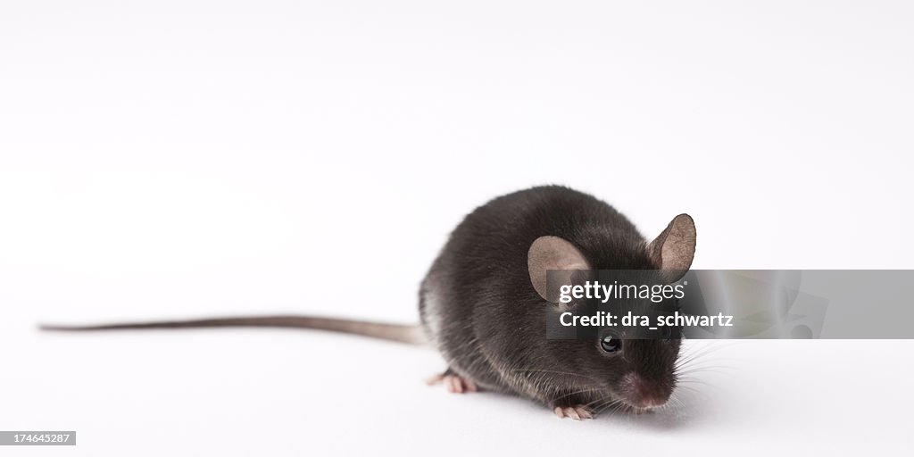 Lab Mouse Picture Laboratory Research Mouse On Light Background High-Res Stock Photo ...