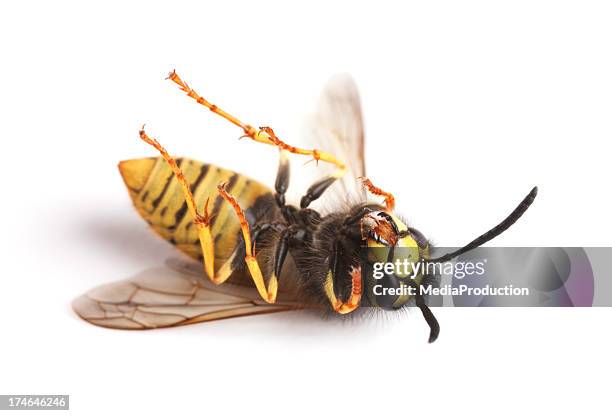 tote wespen - totes tier stock-fotos und bilder
