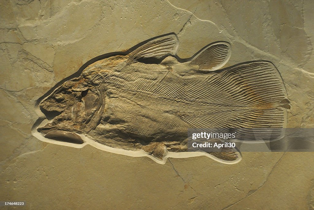 Fossilised Fish