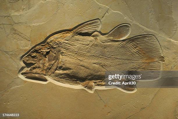 fossilised fish - vertebrate stock pictures, royalty-free photos & images