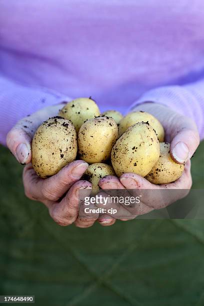fresh new potatoes - raw new potato stock pictures, royalty-free photos & images