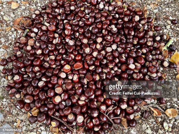 One Conker Closeup Of Conkers Of Horse Chestnut Tree High-Res Stock Photo - Getty ...