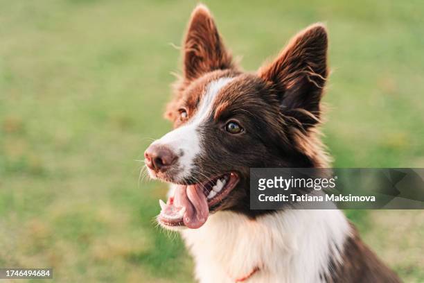 portrait of border collie puppy on grass background in sunset light. - border collie stock-fotos und bilder
