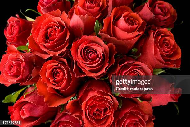 red roses - red roses garden stock pictures, royalty-free photos & images