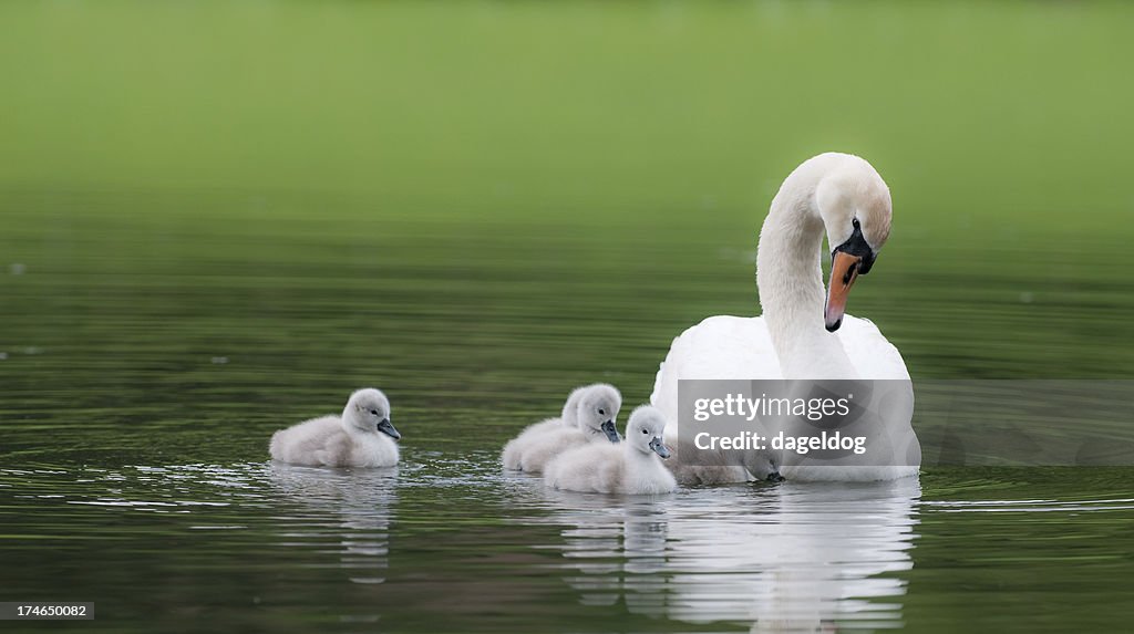 Hässlich ducklings