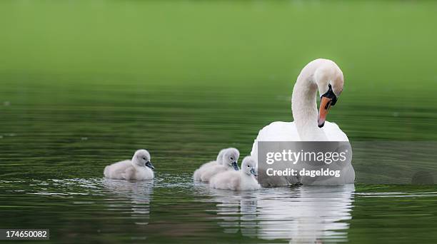 hässlich ducklings - schwäne stock-fotos und bilder