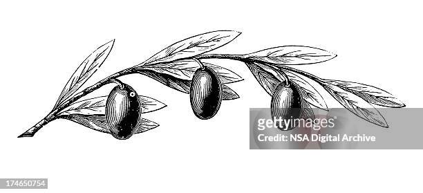 bildbanksillustrationer, clip art samt tecknat material och ikoner med olive tree branch with fruits - olivlund