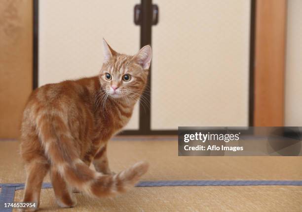 cat in the house - animal back foto e immagini stock