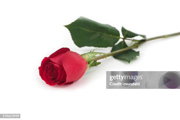 isolated red rose - single rose stock pictures, royalty-free photos & images