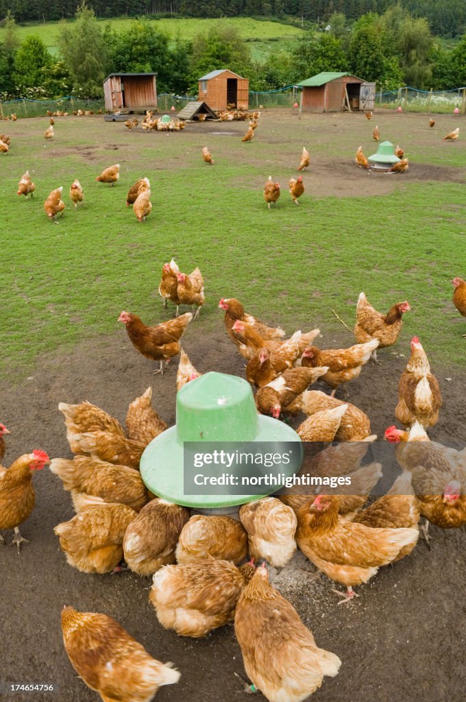 Freilaufende Hühner füttert