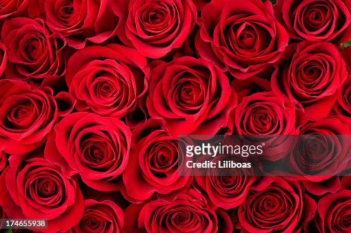 1,467,568 Rose Photos and Premium High Res Pictures - Getty Images