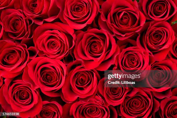 rose background - flower background stock pictures, royalty-free photos & images