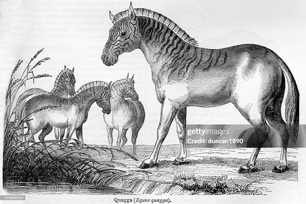 Quagga
