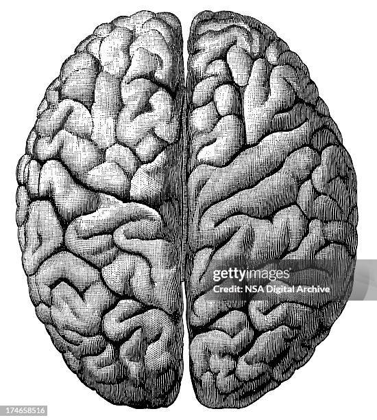 brain (isolated on white - engraving stock-grafiken, -clipart, -cartoons und -symbole