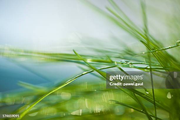 grass - grass dew stock pictures, royalty-free photos & images