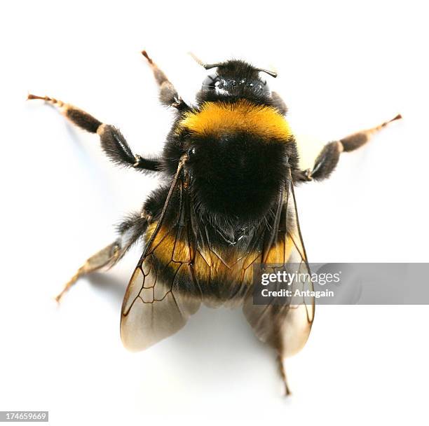 bumblebee - bumblebee stock pictures, royalty-free photos & images