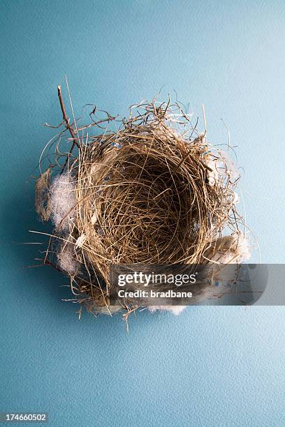 empty bird's nest on blue - birds nest bildbanksfoton och bilder