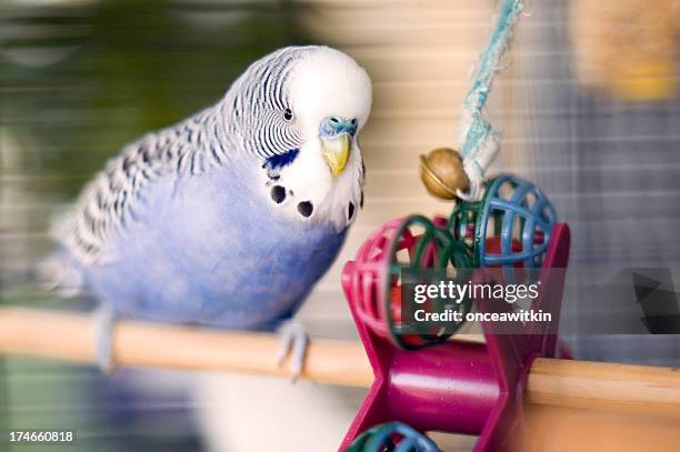 blue budgie with toy - vogel stockfoto's en -beelden