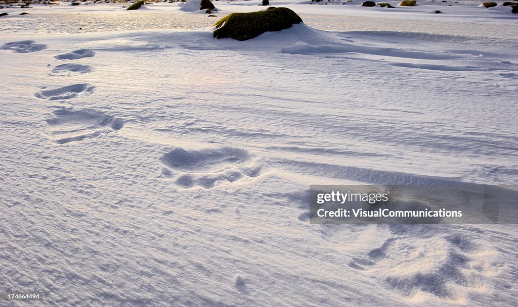 Polar bear tracks.