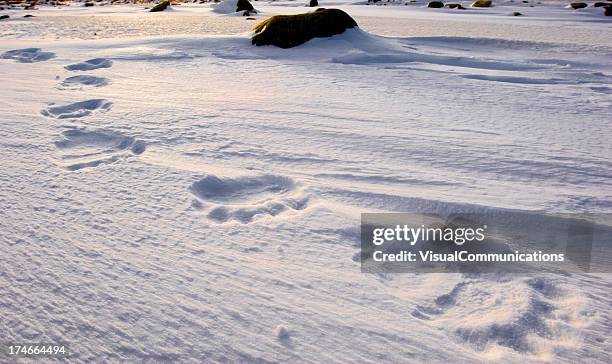 polar bear tracks. - bear tracks bildbanksfoton och bilder