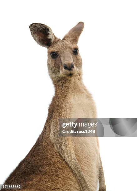 kangaroo al atardecer - canguro fotografías e imágenes de stock